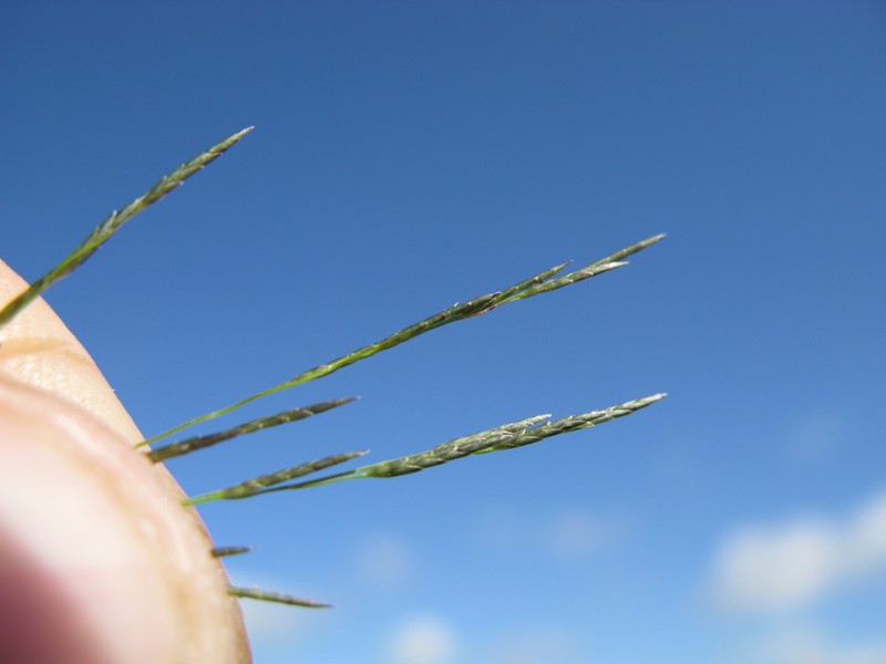 Smallflower Lovegrass photo 3