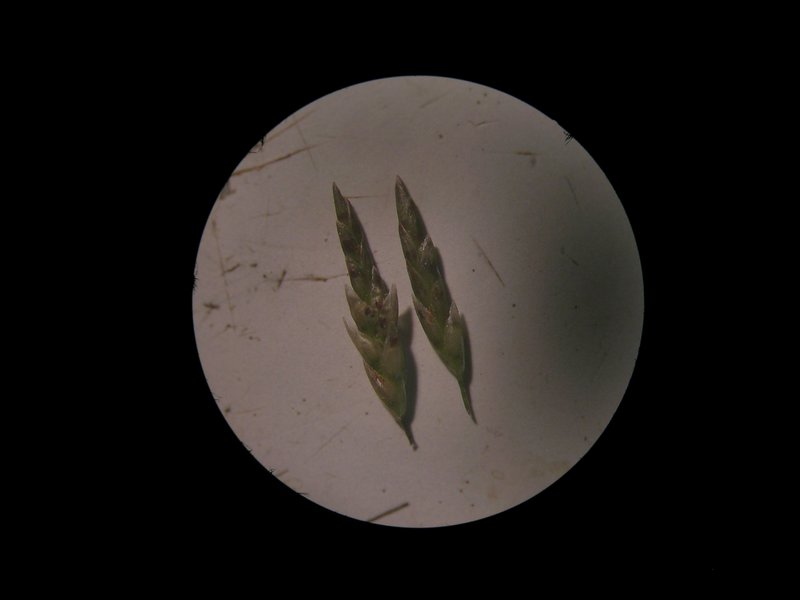 Smallflower Lovegrass photo 7