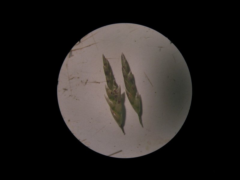 Smallflower Lovegrass photo 8