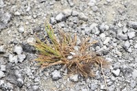 Oahu Lovegrass