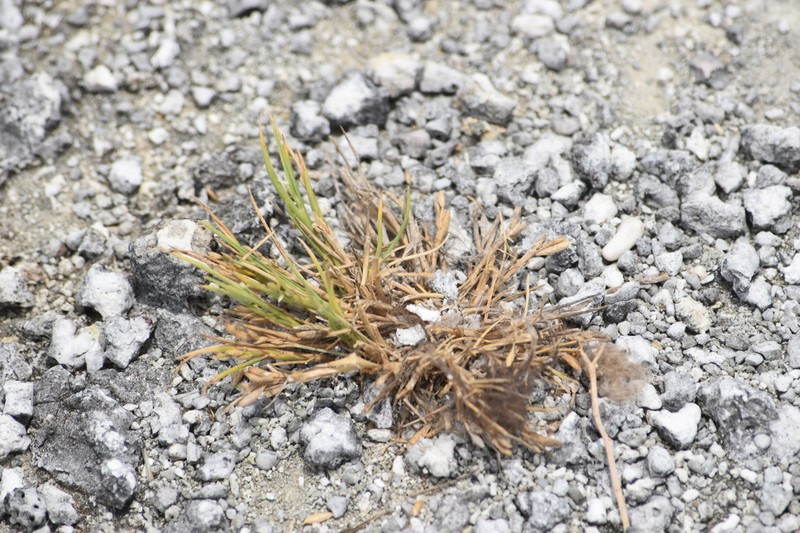Oahu Lovegrass