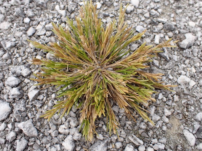 Oahu Lovegrass photo 2