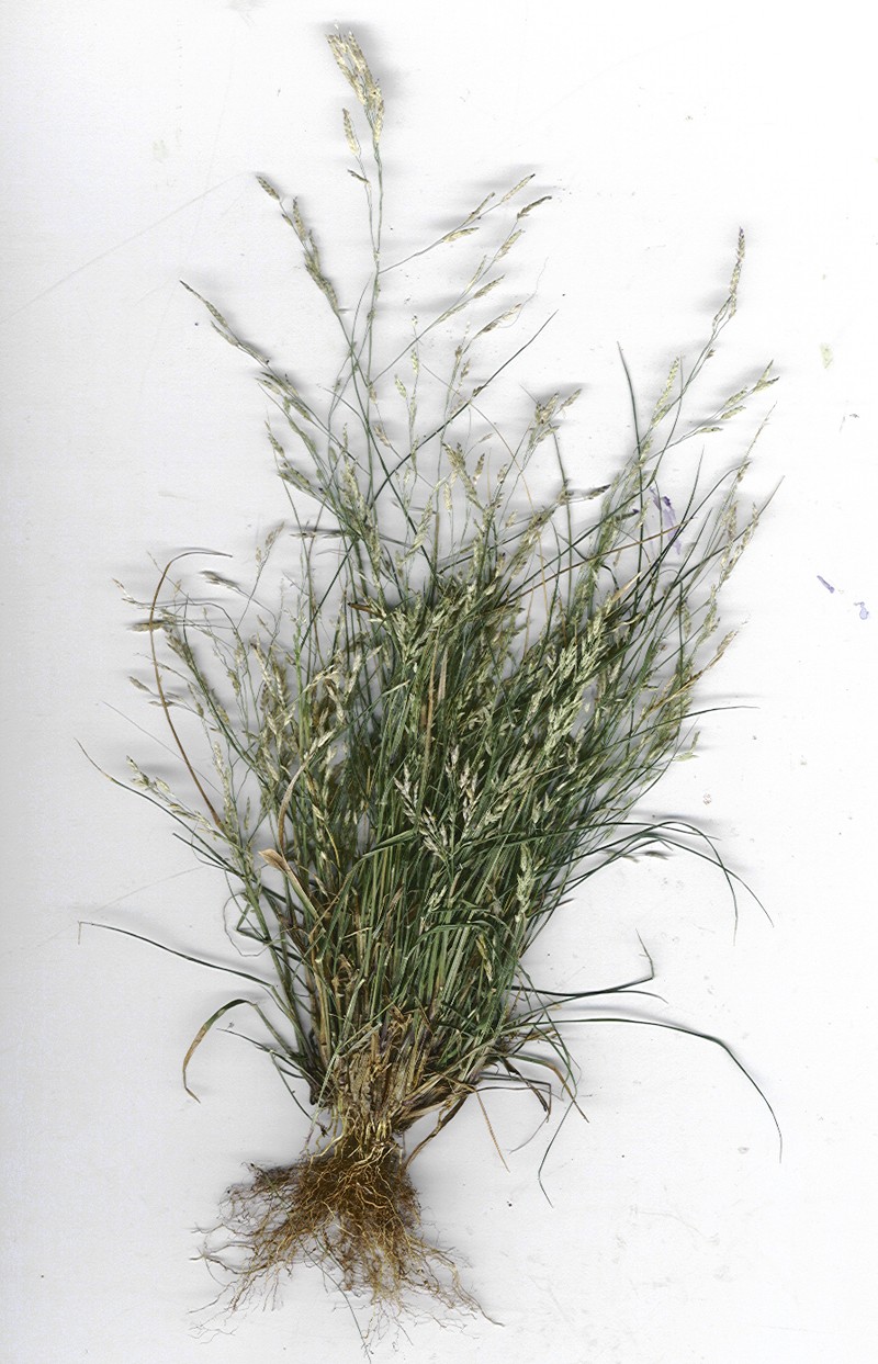 Tufted Lovegrass