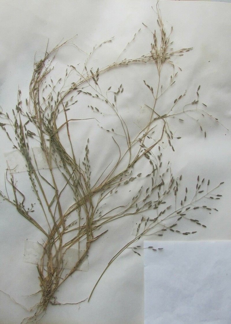 Tufted Lovegrass