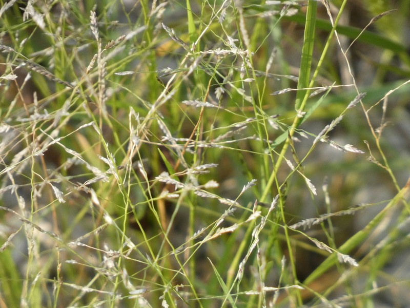 Tufted Lovegrass photo 2