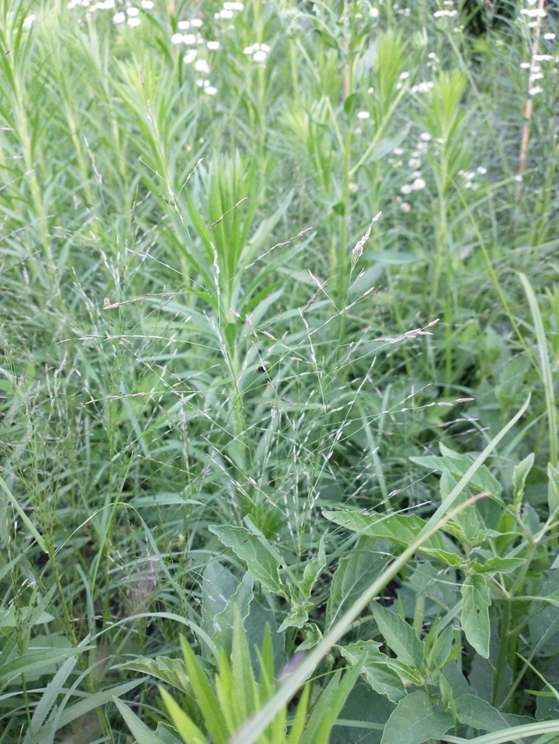Tufted Lovegrass photo 3