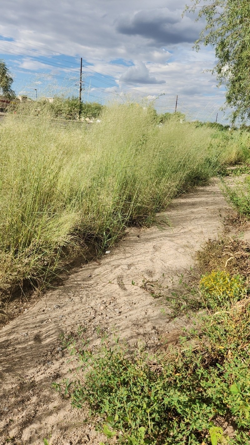 Tufted Lovegrass photo 4