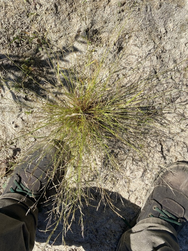 Tufted Lovegrass photo 5