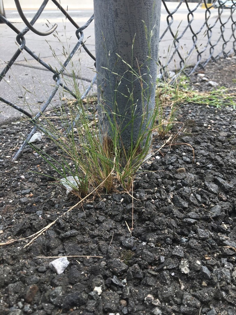 Tufted Lovegrass photo 6