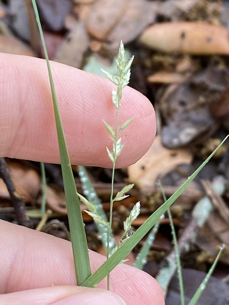 Tufted Lovegrass photo 7