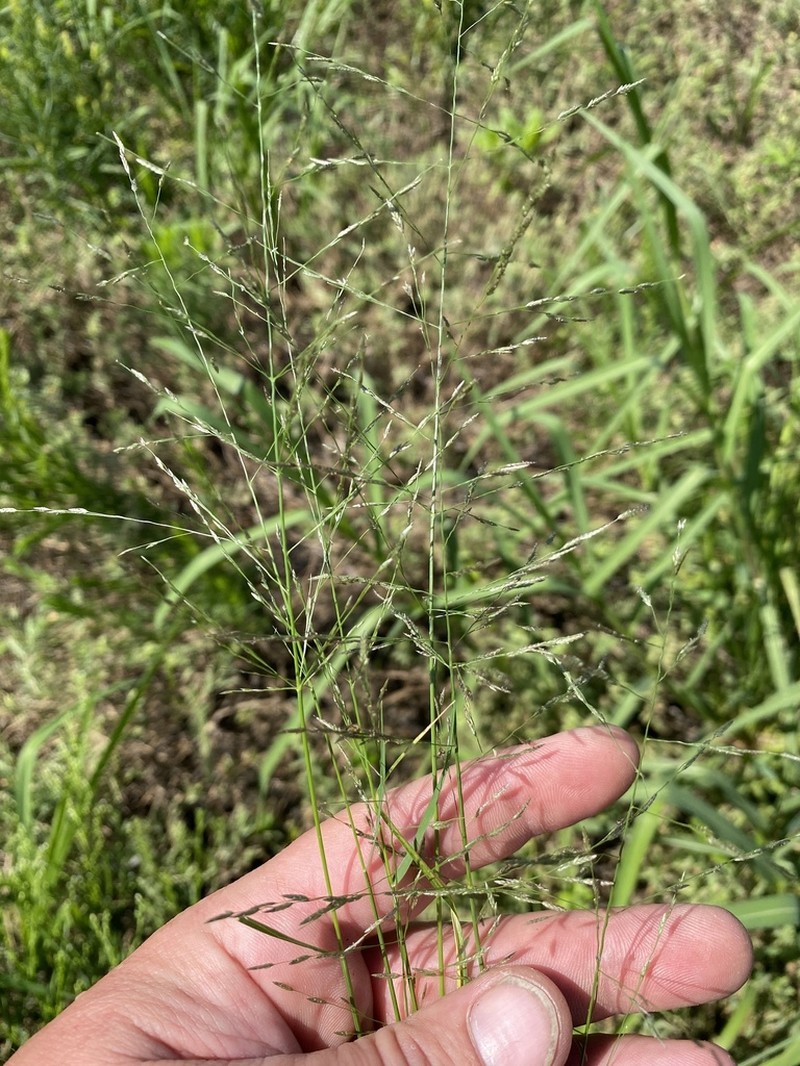 Tufted Lovegrass photo 8