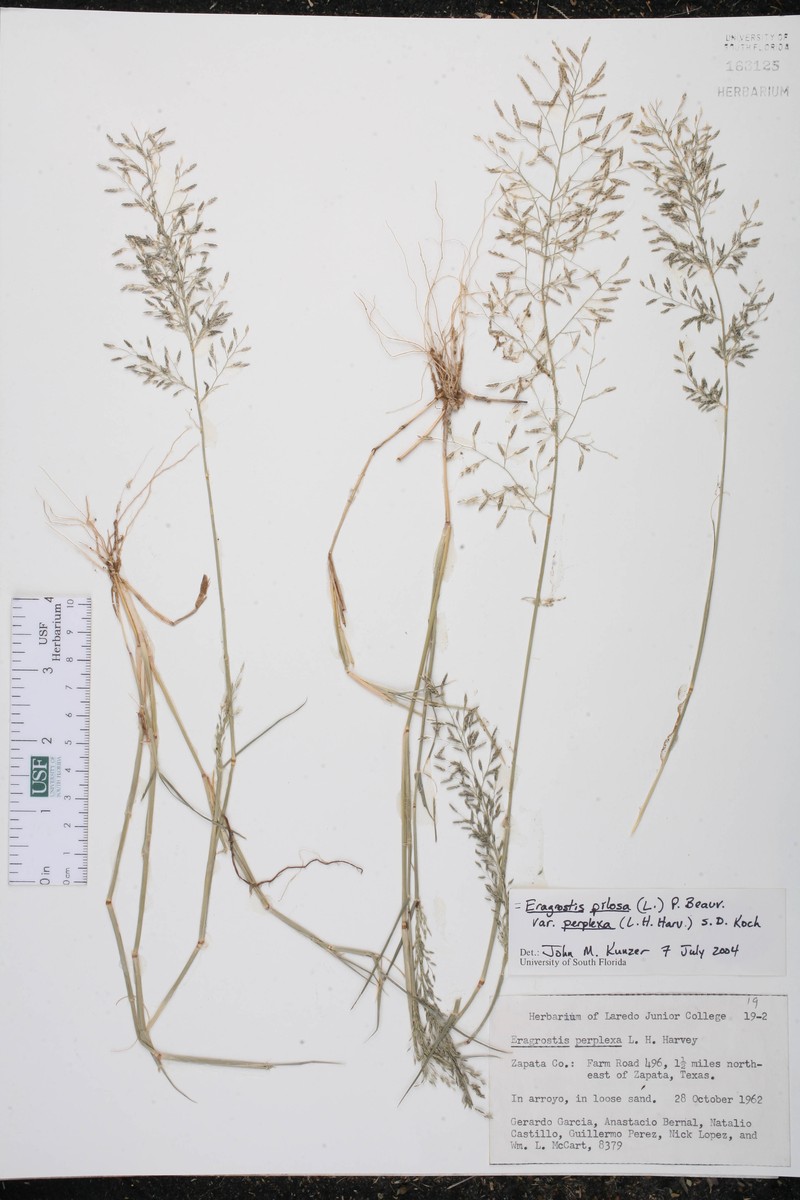 Eragrostis perplexa