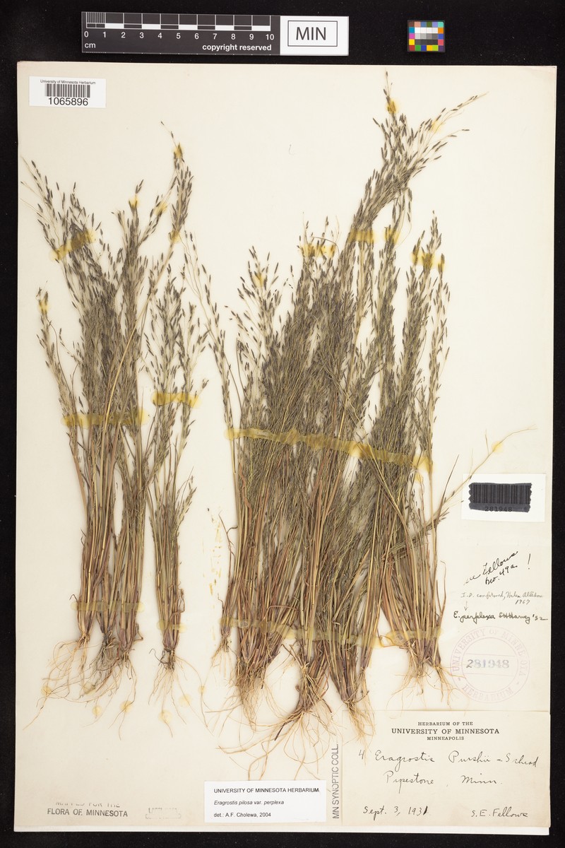 Eragrostis perplexa photo 2