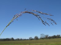 Indian Lovegrass