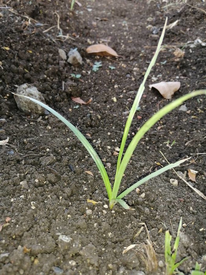 Indian Lovegrass photo 2