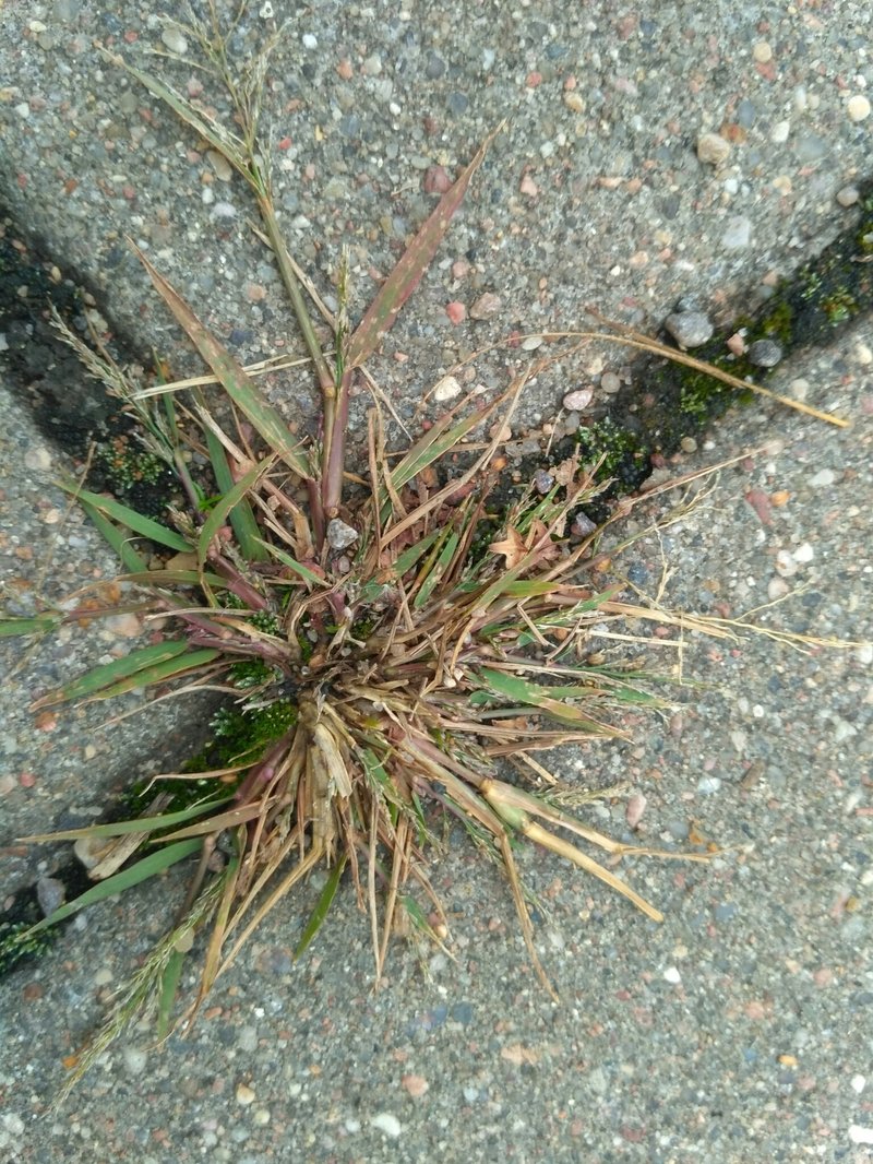 Indian Lovegrass photo 3