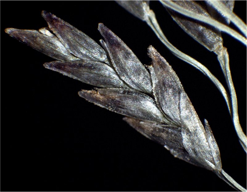 Indian Lovegrass photo 4
