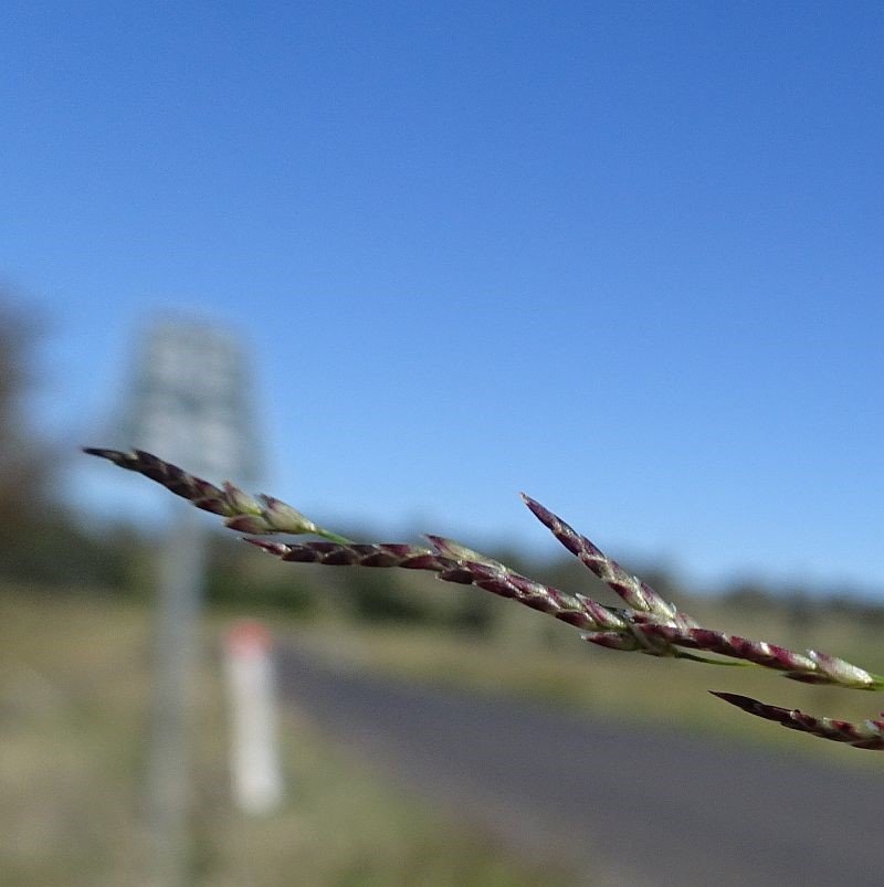 Indian Lovegrass photo 5