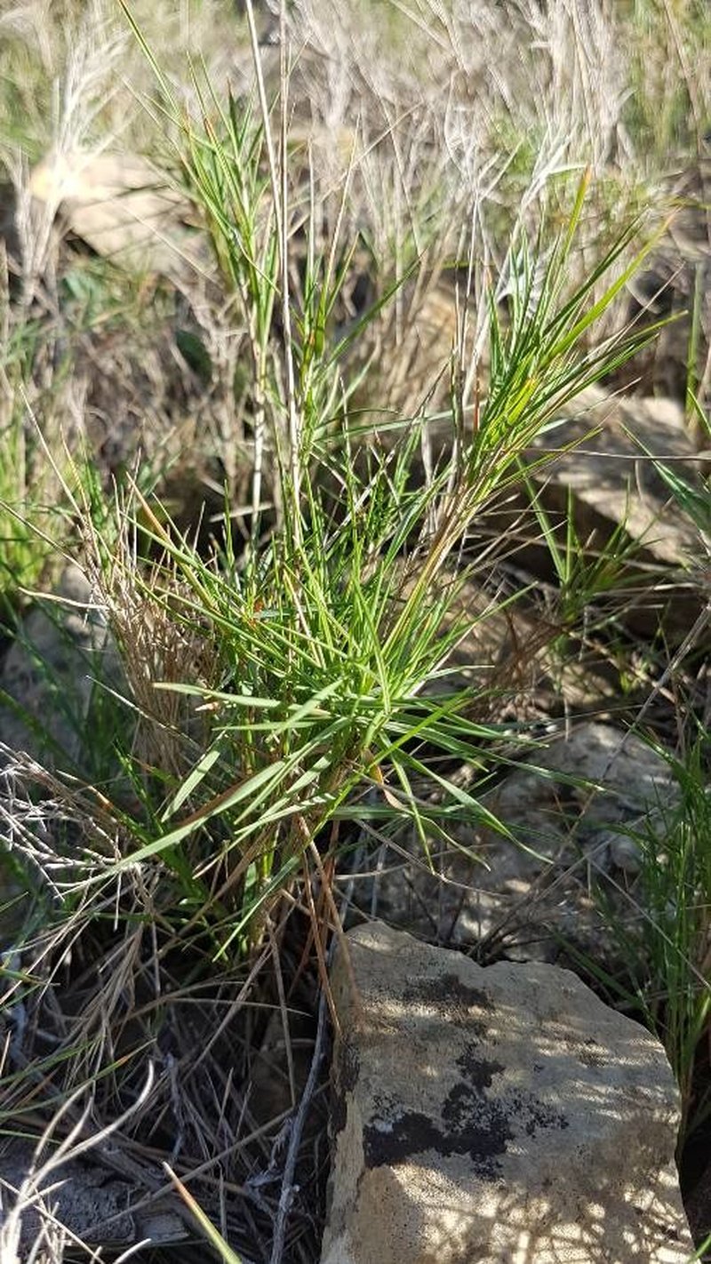 Indian Lovegrass photo 6
