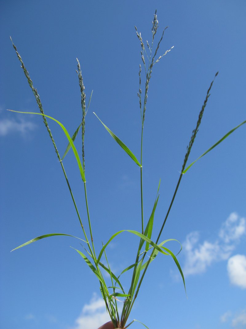 Indian Lovegrass photo 7
