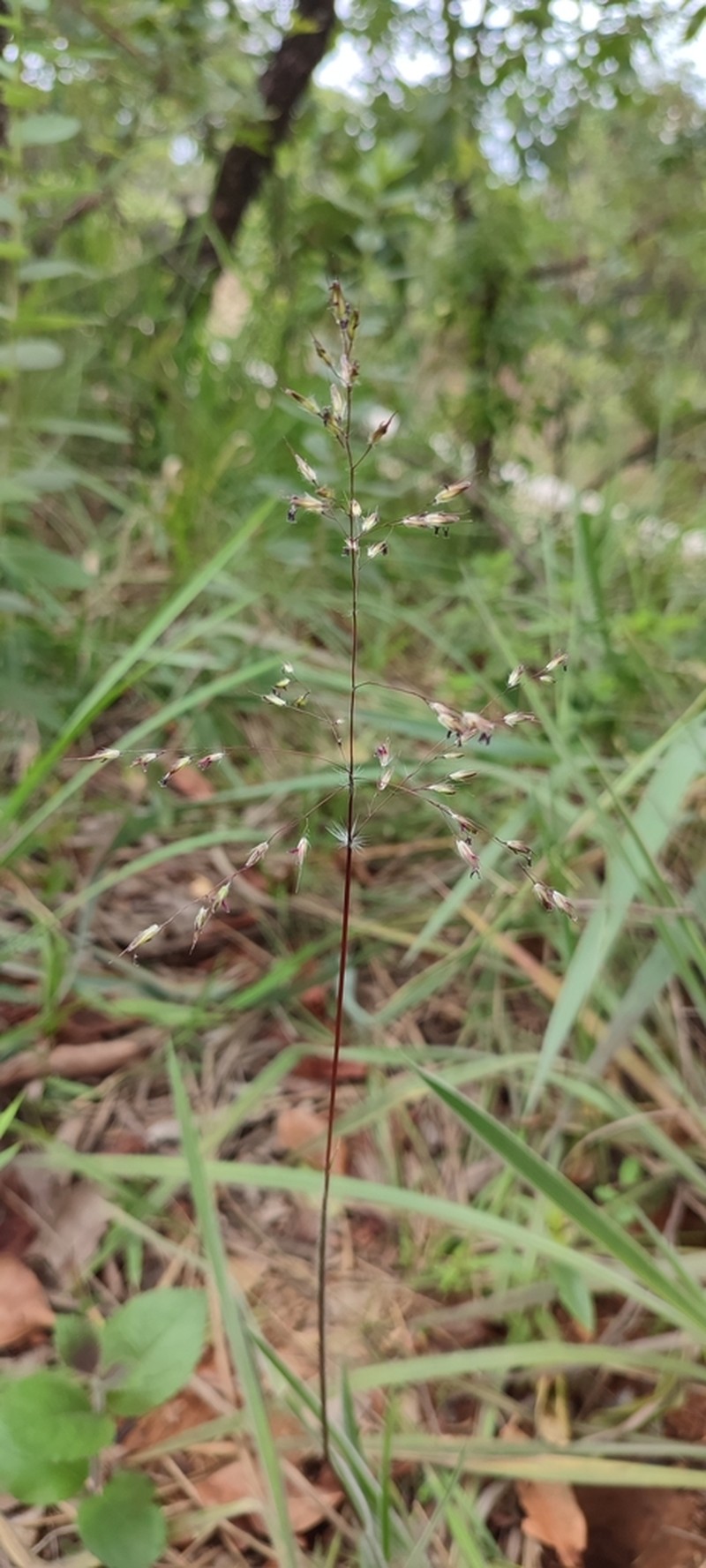 Hairysheath Lovegrass