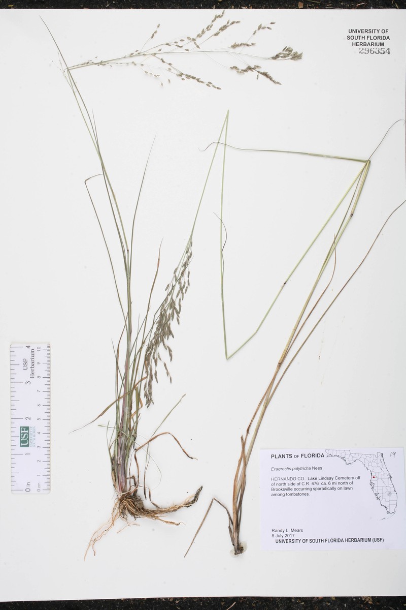 Hairysheath Lovegrass photo 3