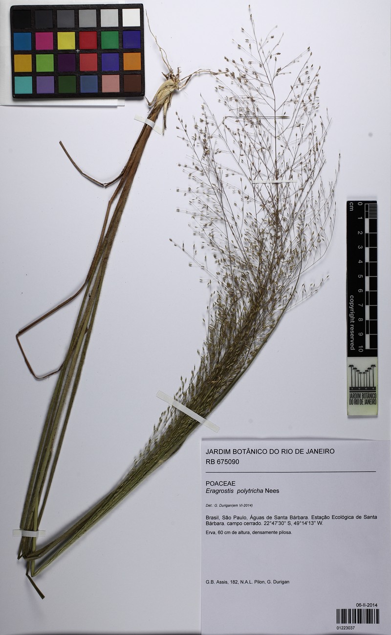 Hairysheath Lovegrass photo 4