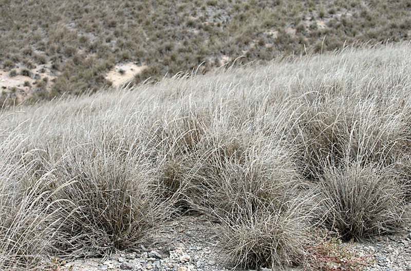 Dominican Lovegrass photo 2
