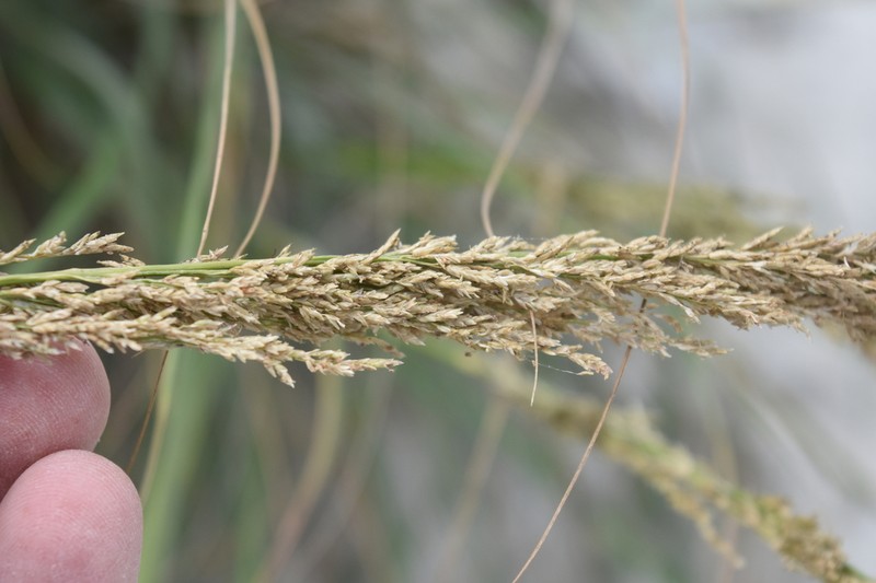 Dominican Lovegrass photo 3