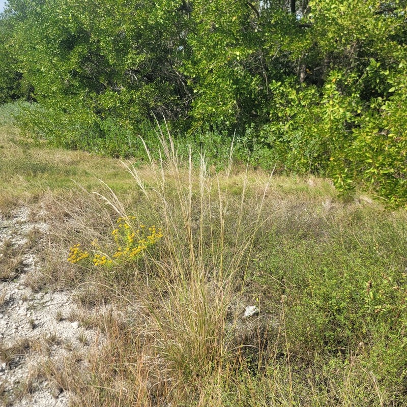 Dominican Lovegrass photo 4