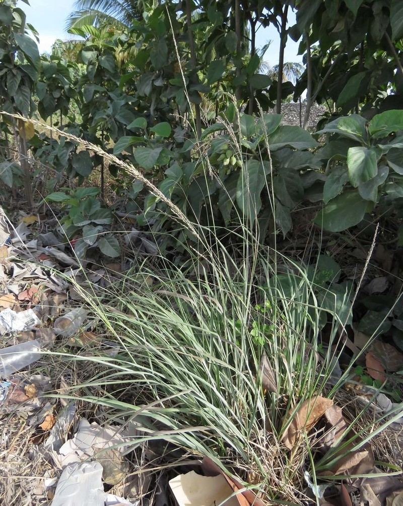Dominican Lovegrass photo 5