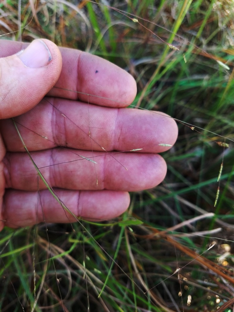 Coastal Lovegrass