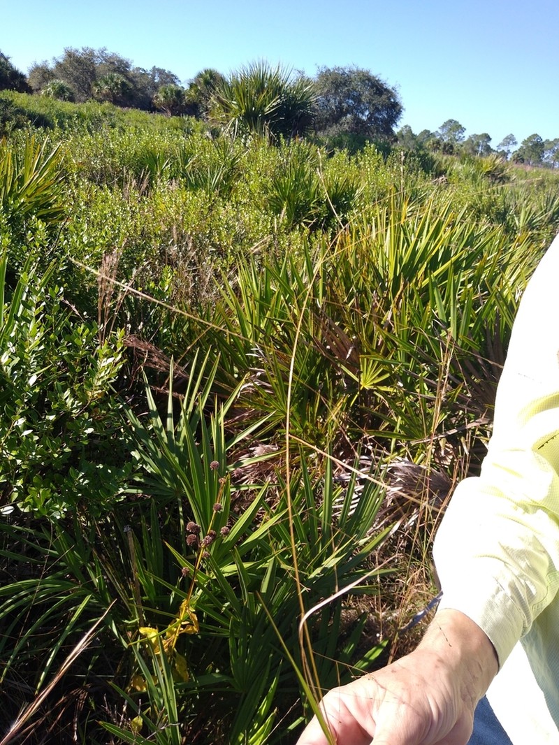 Coastal Lovegrass photo 2