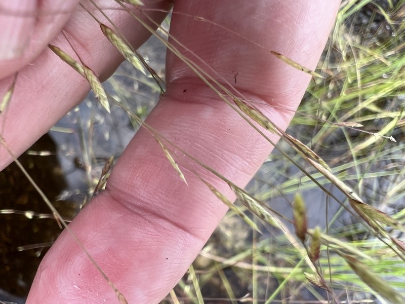 Coastal Lovegrass photo 3