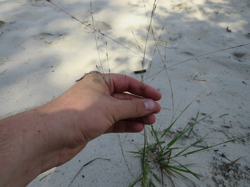Coastal Lovegrass photo 4