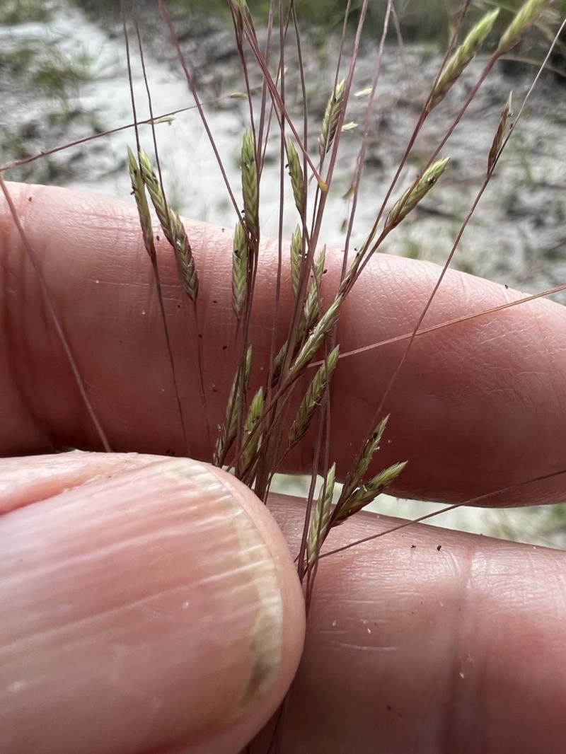 Coastal Lovegrass photo 5