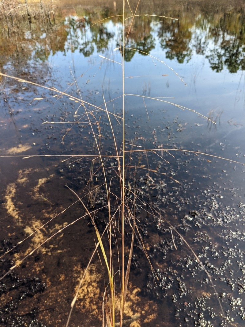 Coastal Lovegrass photo 6