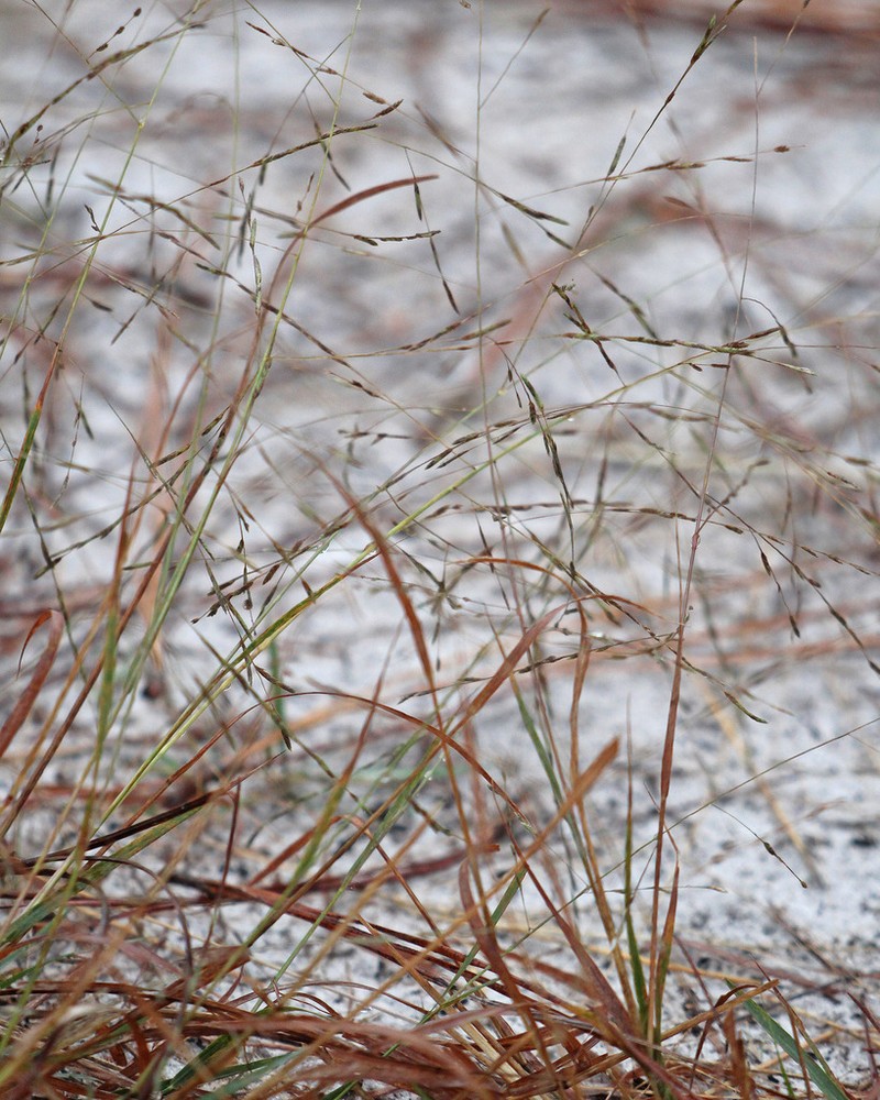Coastal Lovegrass photo 7
