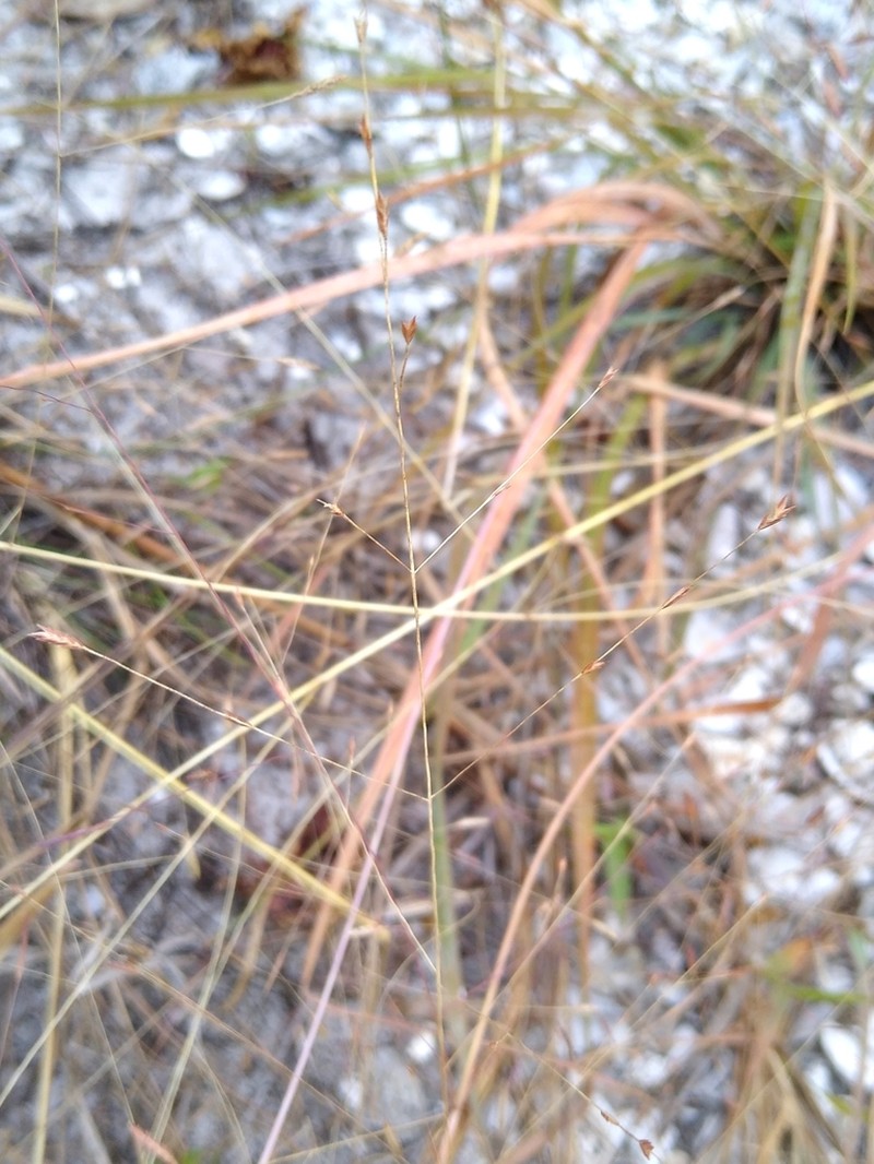 Coastal Lovegrass photo 8