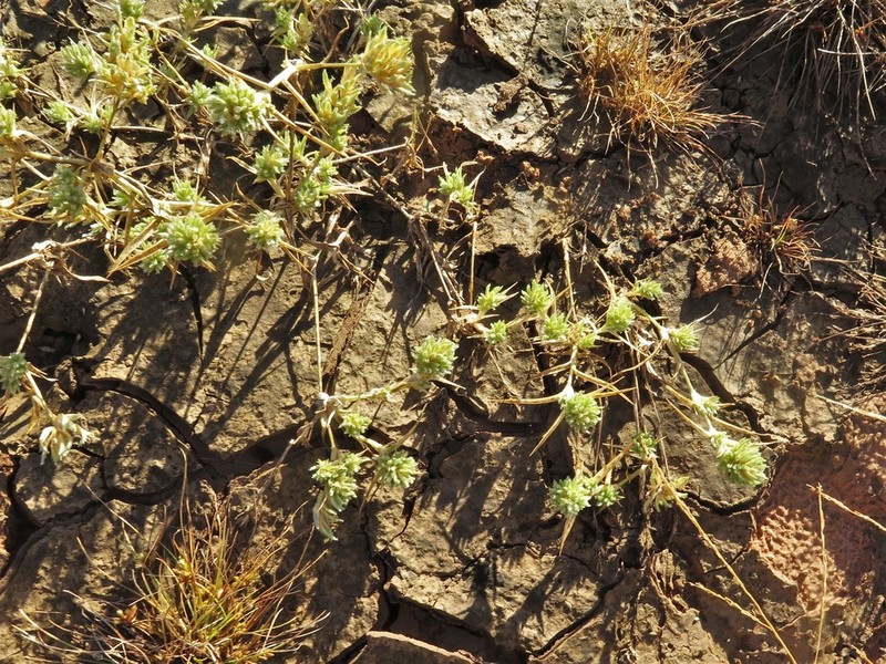 Creeping Lovegrass
