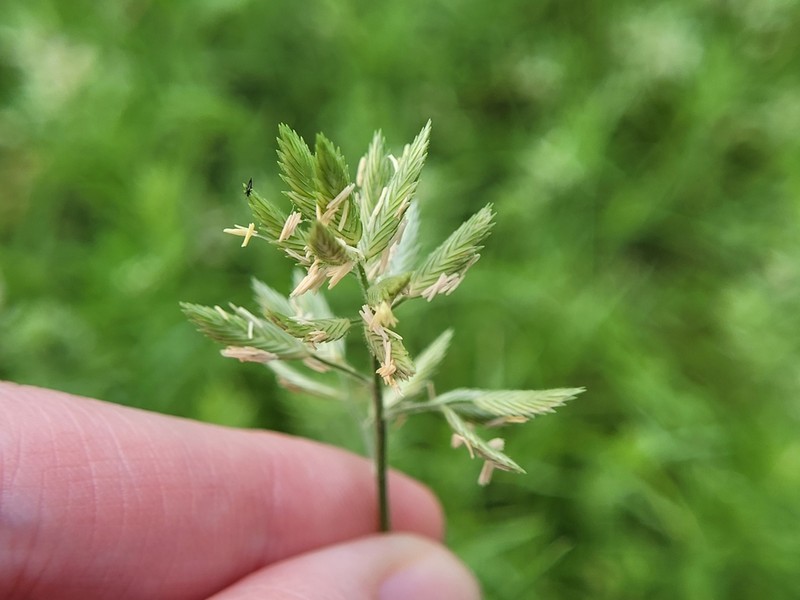 Creeping Lovegrass photo 2