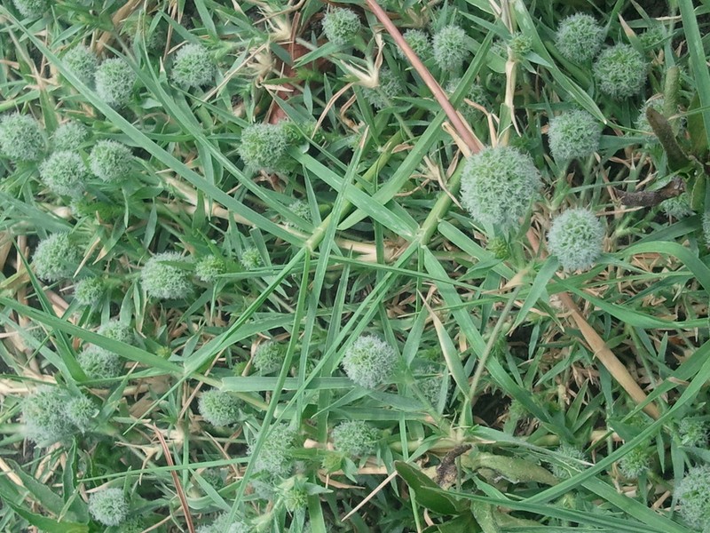 Creeping Lovegrass photo 3