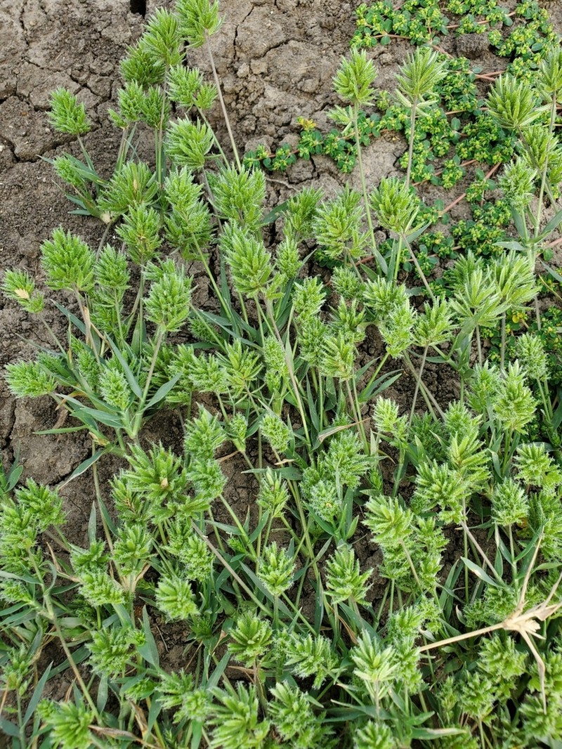 Creeping Lovegrass photo 4