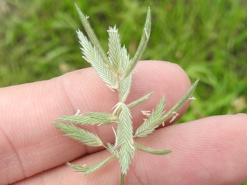 Creeping Lovegrass photo 6