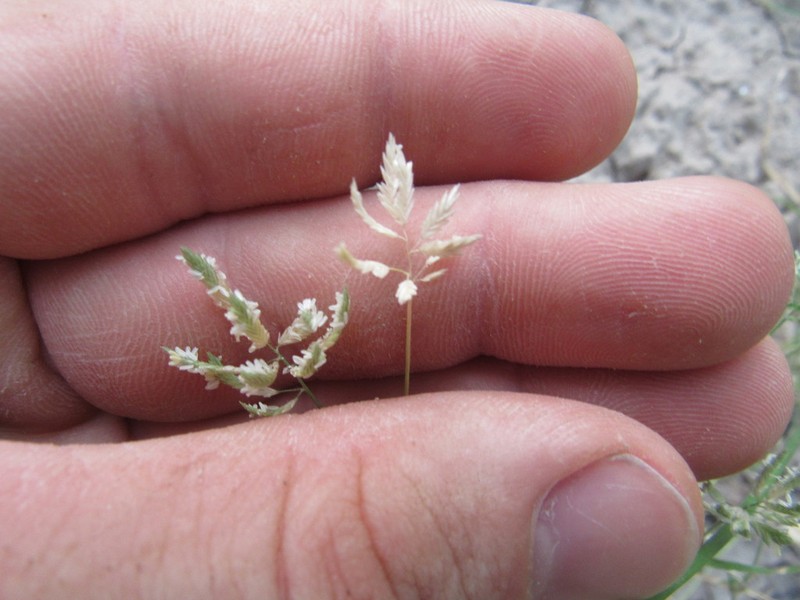 Creeping Lovegrass photo 8