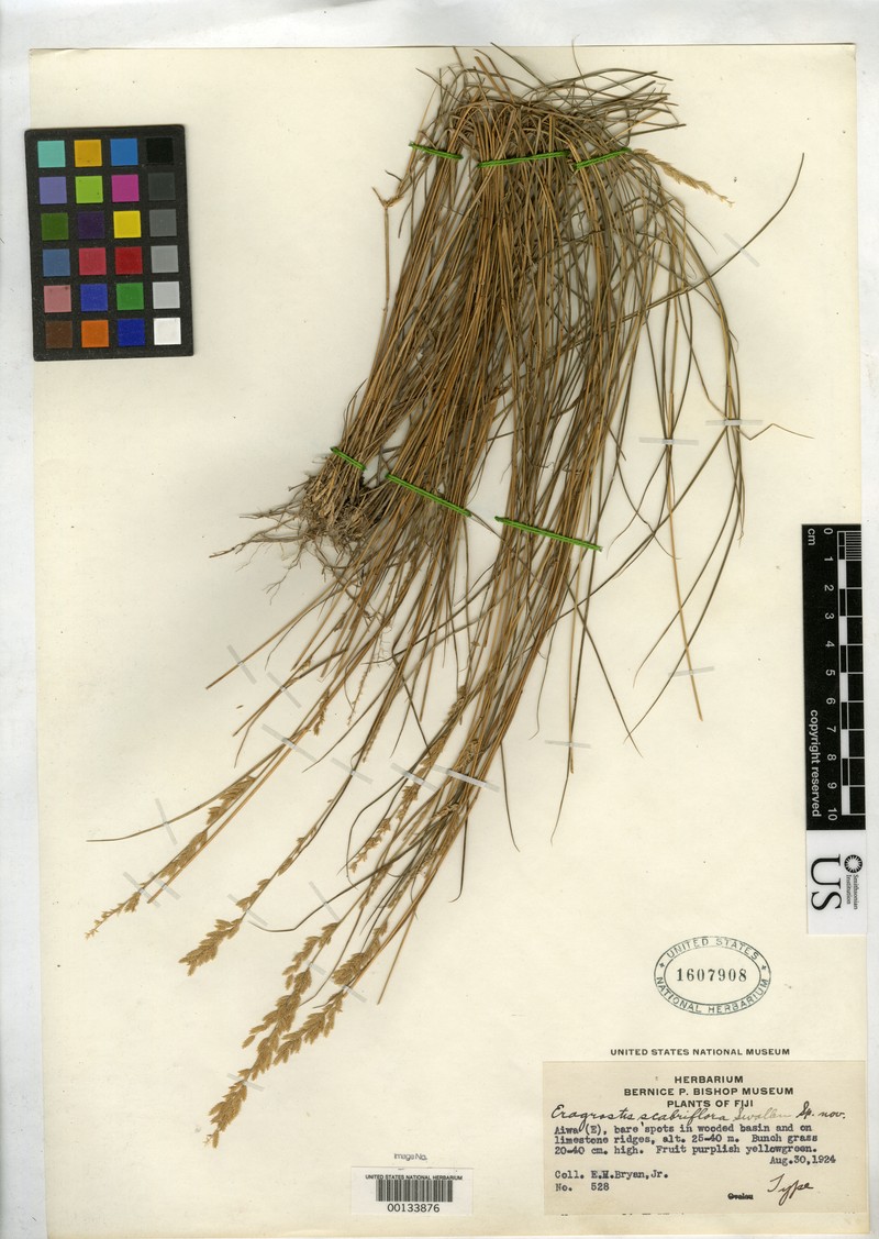 Eragrostis scabriflora