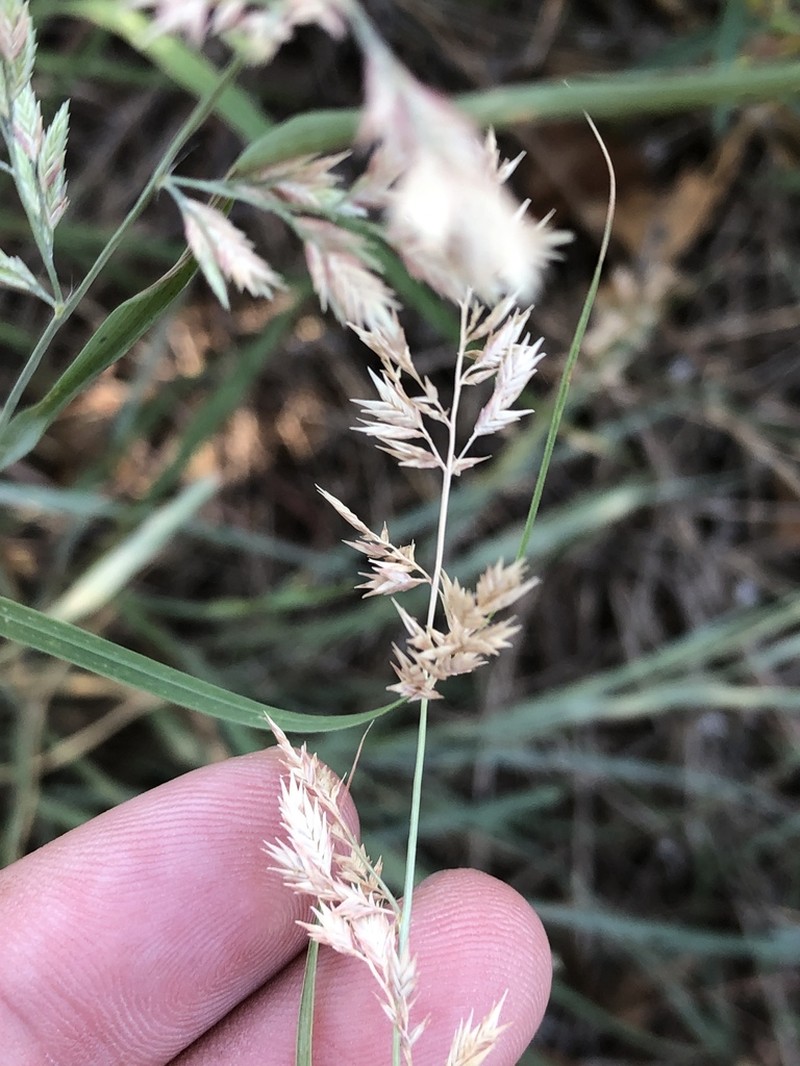 Red Lovegrass