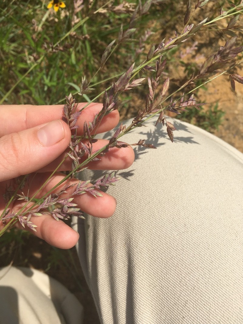 Red Lovegrass photo 2