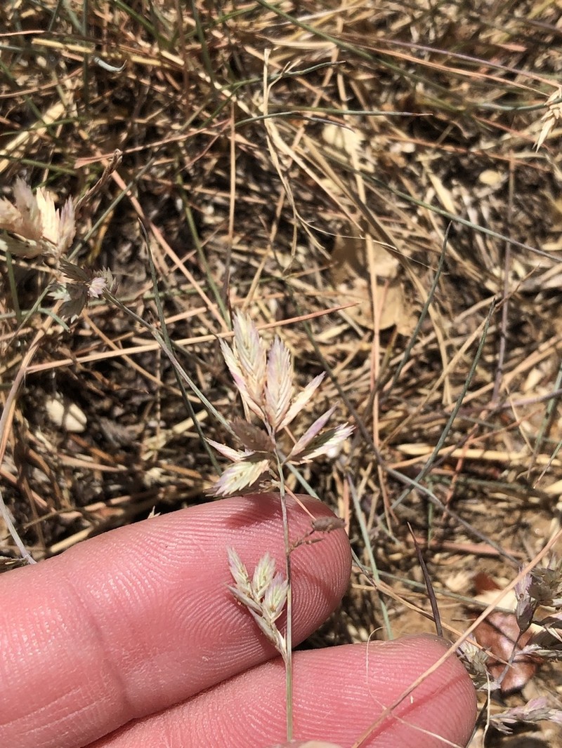 Red Lovegrass photo 3