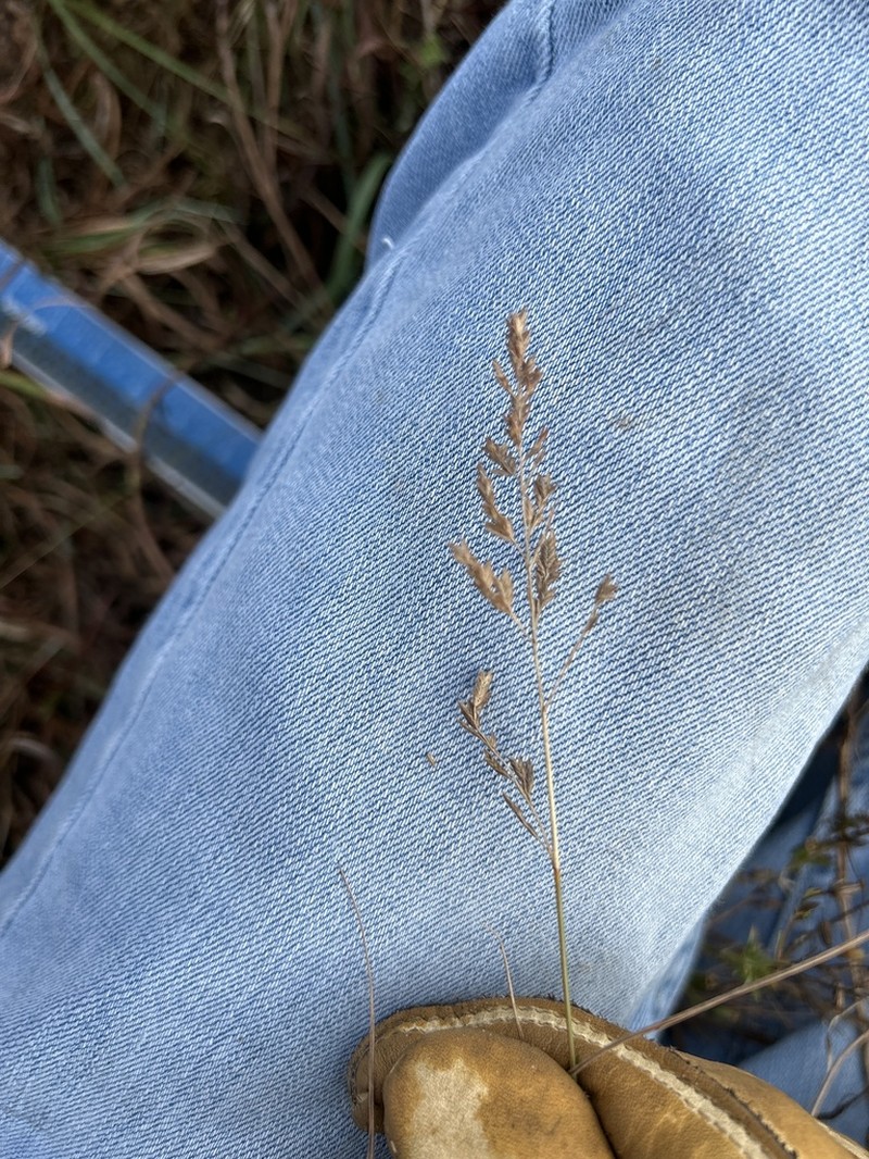 Red Lovegrass photo 4